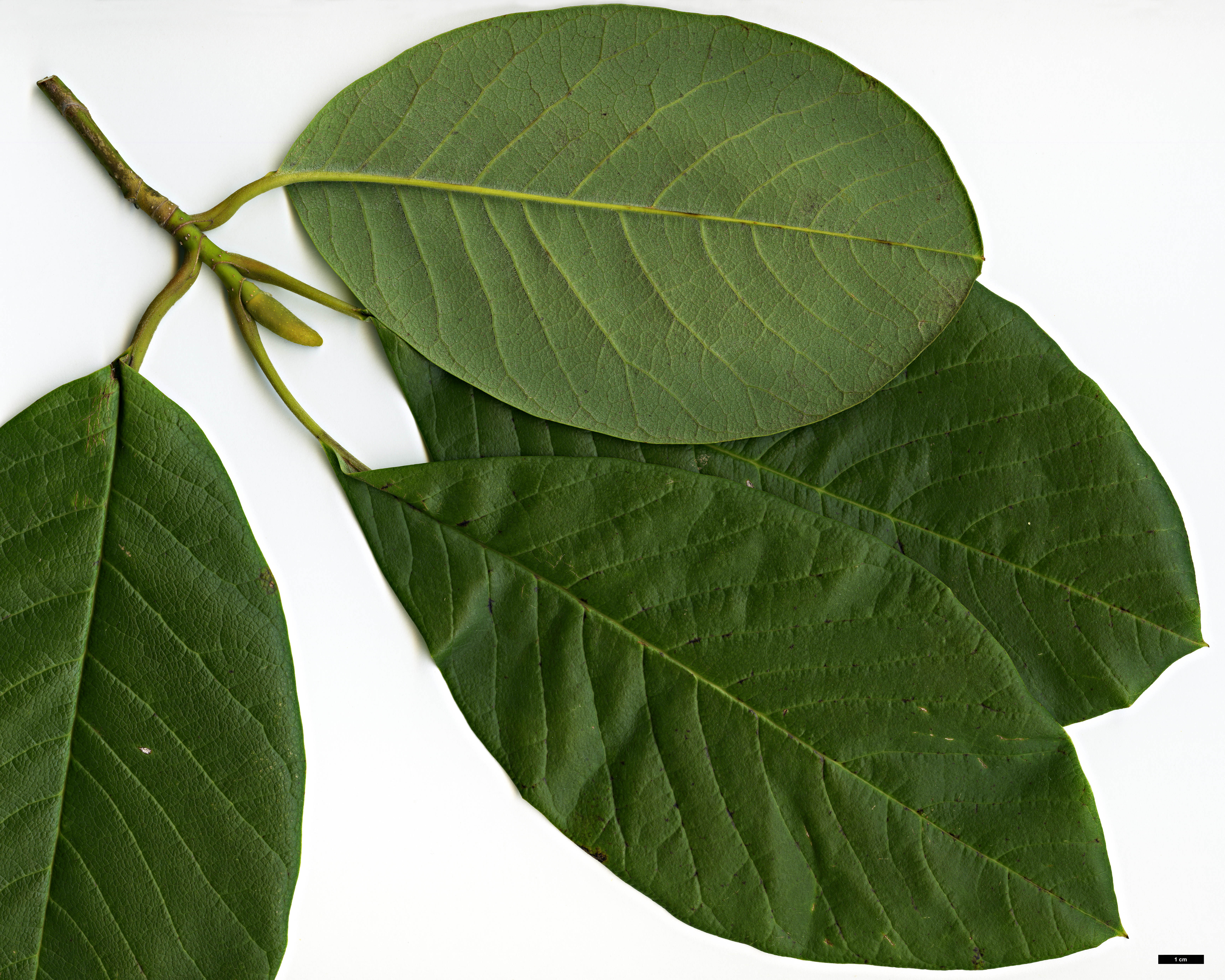 High resolution image: Family: Magnoliaceae - Genus: Magnolia - Taxon: sargentiana - SpeciesSub: var. robusta High resolution image: Family: Magnoliaceae - Genus: Magnolia - Taxon: sargentiana - SpeciesSub: var. robusta